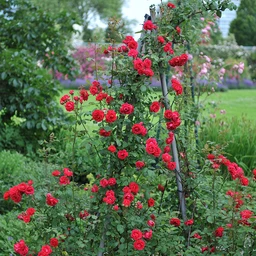 Blaze_Climbing_Rose