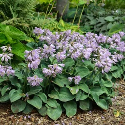 Blue_Mouse_Ears_Hosta