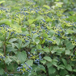 Blue_Muffin_Viburnum_With_Berries
