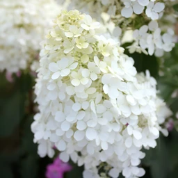 Bobo_Hydrangea