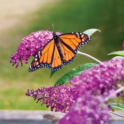 BuddleiaMissRubyIMG_7554-800x800-bcf9e99