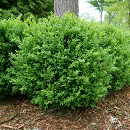 Buxus_North_Star_1