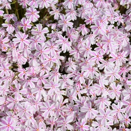 Candy_Stripe_Creeping_Phlox