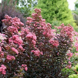Center_Stage_Coral_1