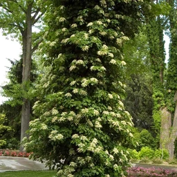 Climbing_Hydrangea_Tree