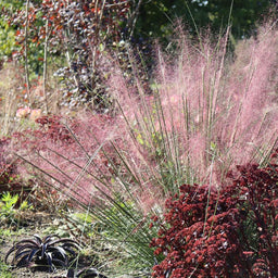 Pink_Muhly_Grass_1