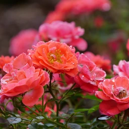 RosaOsoEasyMangoSalsaP1077063-800x800-050f7a5