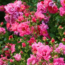 Rosa_Oso_Easy_Double_Pink
