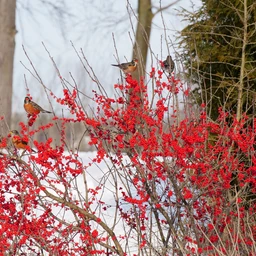 Winterberry_Holly_Berry_Poppins