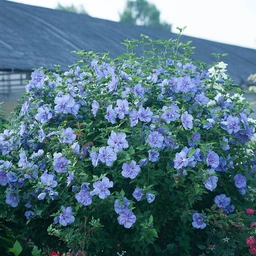 Hibiscus-Blue-Chiffon-2-P_00720e2f-9314-4dc5-99d6-f37afec08a46-sw