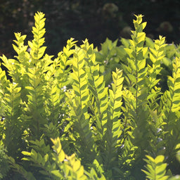 Ligustrum-Golden-Ticket-1