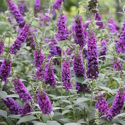 buddleia-miss-violet-2-P
