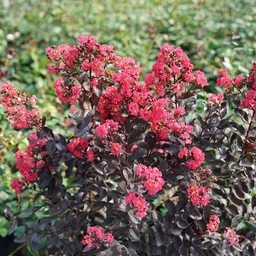 center-stage-pink-crapemyrtle-1-sw