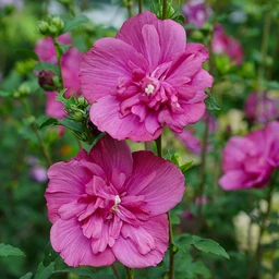 hibiscus-magenta-chiffon-2