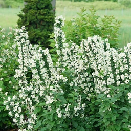 philadelphus-illuminati-tower-5