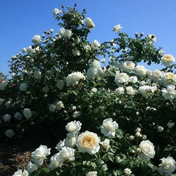 rosa-cloud-10-1-P-sw