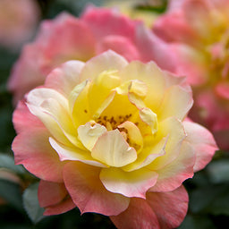 rosa_oso_easy_italian_ice_1_P