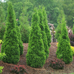 thuja-north-pole-1