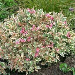 weigela-my-monet-1