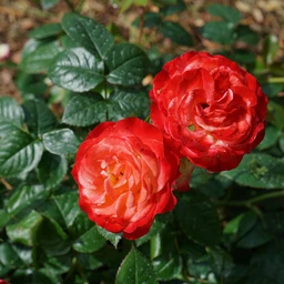 Rosa_Oso_Easy_En_Fuego_DSC09030-1616x1080-64feaab