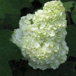 Hydrangea-Gatsby-Moon-1-P_80658f95-96b0-4dcc-9cbf-cbcd595af62a