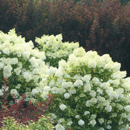 HydrangeaBobo3