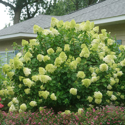 HydrangeaLimelight1