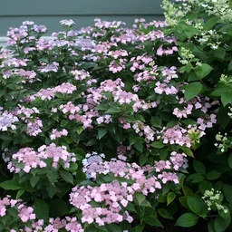 Hydrangea_Tiny_Tuff_Stuff_2P_2efbe22d-93b2-4004-976d-db0e8fe0baa0