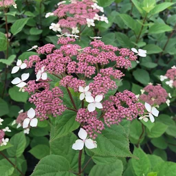 hydrangea-invincibelle-lace-1