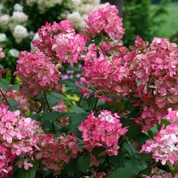 hydrangea-paniculata-fire-light-1_e840d155-edc6-45d0-a581-c25a5dd71a95