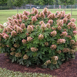 hydrangea-quercifolia-munchkin-1