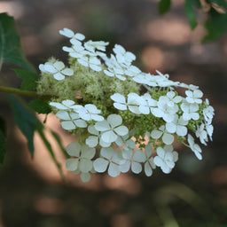 hydrangea-quercifolia-pee-wee-1