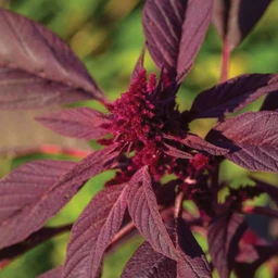 GRA01_Red_Garnet_Amaranth_345a726f-977e-4a9b-acda-8309717a63a0
