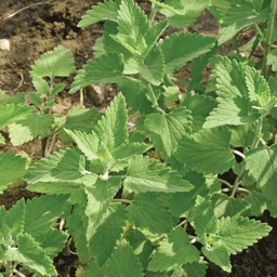 TEA02_Catnip_c80807d8-7447-4feb-a621-3d3a3bdc34f2
