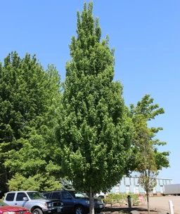 ArmstrongGoldColumnar6