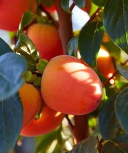 CommonPersimmon1