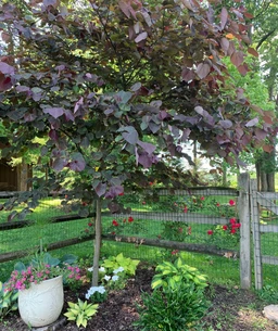 ForestPansyRedbud3