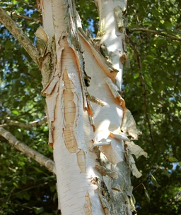 WhitebarkedHimalayanBirchSS3