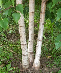 WhitespireBirchMultiStem3