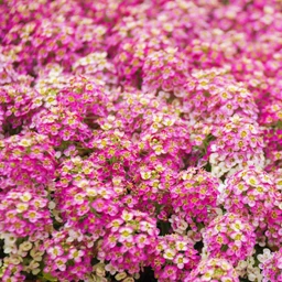 alyssum-rosie-oday-shk-1