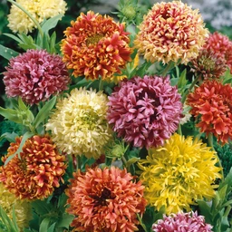 indian-blanket-double-mix-ndp-1