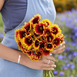 indian-blanket-mac-1_9efa981c-d455-4ad7-8fce-85760649d220