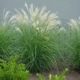 adagio-grass-miscanthus-sinensis