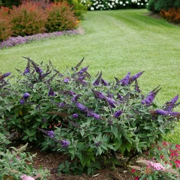 pugster-blue-butterfly-bush0-buddleia-x