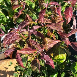 ragin-red-dogwood-cornus-florida