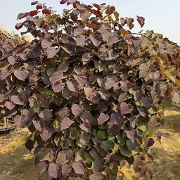 ruby-falls-redbud-cercis-canadensis