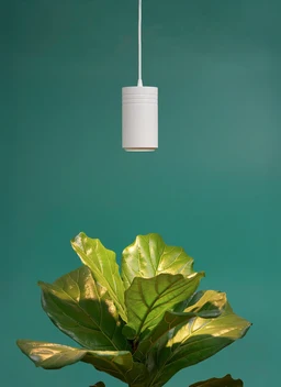 AspectGen2LEDGrowlightWhiteOverFiddleLeafFig