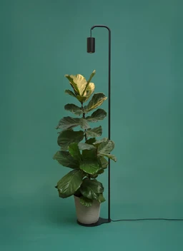 Aspect_Lampstand_Black_Full_Height_over_Plant