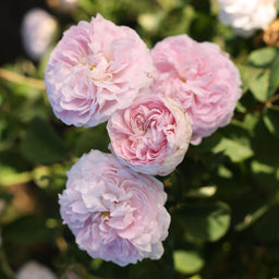 Duchesse_de_Montebello-4-PDP