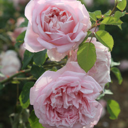 Fragrant_Masterpiece-3-PDP